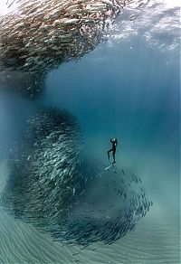 Fauna & Flora: Underwater photography by William Winram