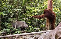 Fauna & Flora: orangutan against a wild boar