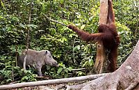 TopRq.com search results: orangutan against a wild boar