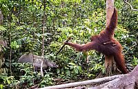 Fauna & Flora: orangutan against a wild boar