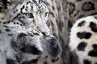 TopRq.com search results: snow leopard with long tail