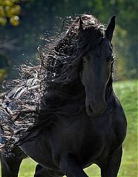 TopRq.com search results: horse with a long mane