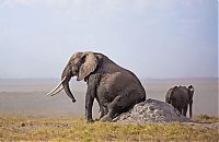 Fauna & Flora: elephants scratching their itch