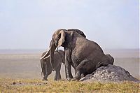 Fauna & Flora: elephants scratching their itch
