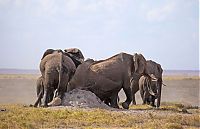TopRq.com search results: elephants scratching their itch