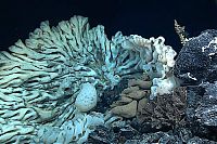 Fauna & Flora: Large sea sponge, Papahānaumokuākea Marine National Monument, Northwestern Hawaiian Islands