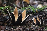 Fauna & Flora: fungi mushroom microorganisms