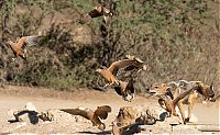 Fauna & Flora: jackals hunt birds in the wild