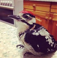 Fauna & Flora: nursed woodpecker