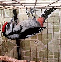 Fauna & Flora: nursed woodpecker