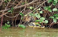 TopRq.com search results: jaguar hunts for a crocodile