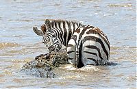 Fauna & Flora: zebra against a crocodile