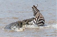 Fauna & Flora: zebra against a crocodile