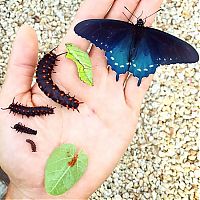 Fauna & Flora: Blue Pipevine Swallowtail butterfly