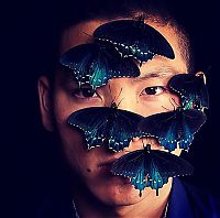 TopRq.com search results: Blue Pipevine Swallowtail butterfly