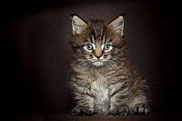 Fauna & Flora: maine coon cat