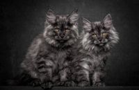TopRq.com search results: maine coon cat