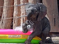 Fauna & Flora: baby elephant fighting a summer heat