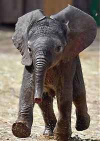 Fauna & Flora: baby elephant fighting a summer heat