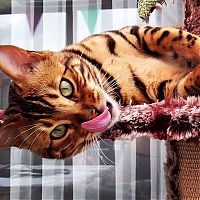 Fauna & Flora: bengal cat