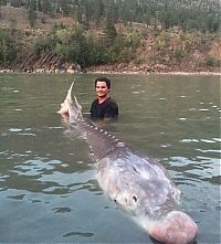 TopRq.com search results: shovelnose sturgeon fish