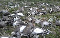TopRq.com search results: reindeer killed by lightning strike