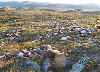 Fauna & Flora: reindeer killed by lightning strike