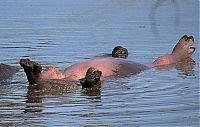 Fauna & Flora: hippopotamus relaxing in the water