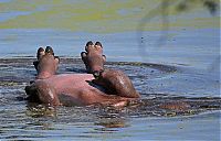 TopRq.com search results: hippopotamus relaxing in the water