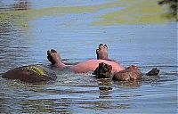 Fauna & Flora: hippopotamus relaxing in the water