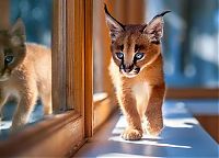 Fauna & Flora: young baby caracal kittens