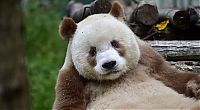 Fauna & Flora: Brown panda, Qingling Mountains, Shaanxi Province, China