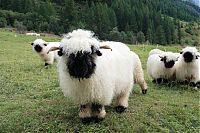 Fauna & Flora: Valais Blacknose sheep