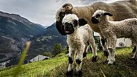 Fauna & Flora: Valais Blacknose sheep