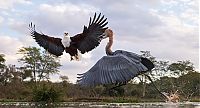 Fauna & Flora: eagle against a heron
