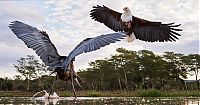 Fauna & Flora: eagle against a heron