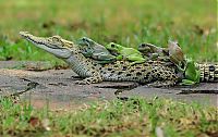 TopRq.com search results: frog and crocodile friends