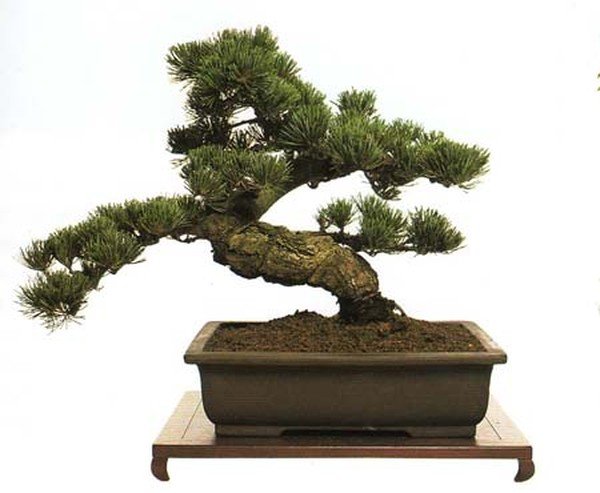 Bonsai art