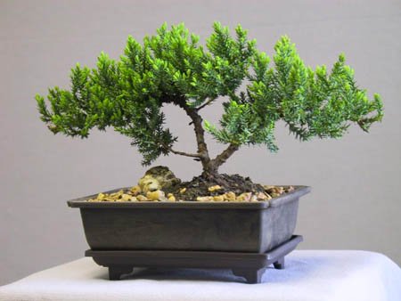 Bonsai art