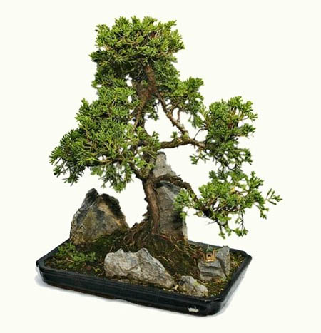 Bonsai art