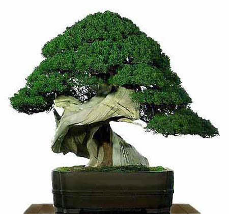 Bonsai art