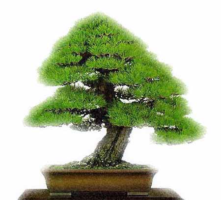 Bonsai art