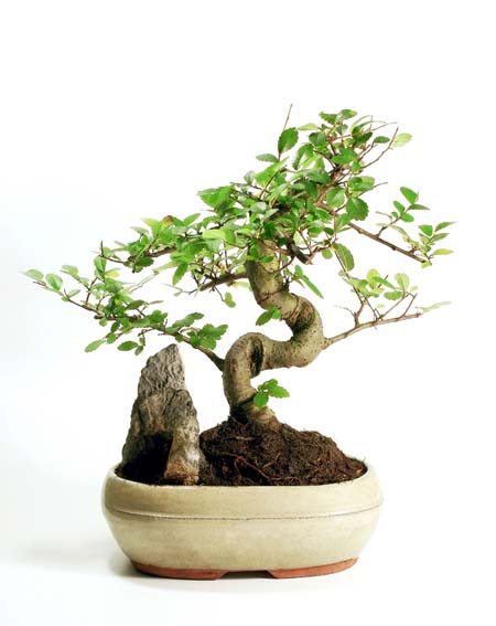 Bonsai art