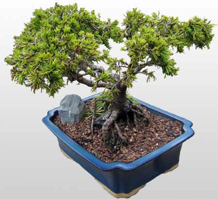 Bonsai art