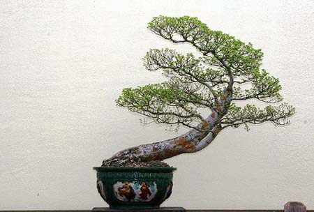 Bonsai art