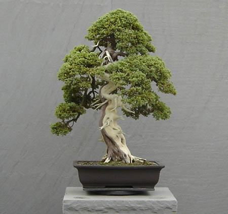 Bonsai art