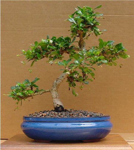 Bonsai art