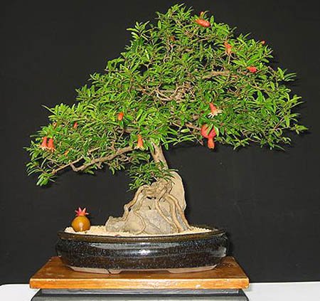 Bonsai art