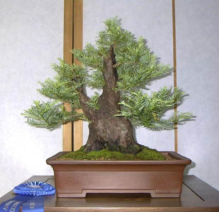 Bonsai art