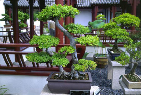 Bonsai art